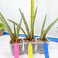 Sansevieria Pink Pen (#B2) | Impoted Hybirds