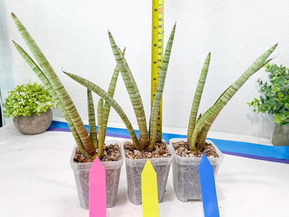 Sansevieria Pink Pen (#B2) | Impoted Hybirds