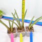 Sansevieria Pink Pen (#B2) | Impoted Hybirds