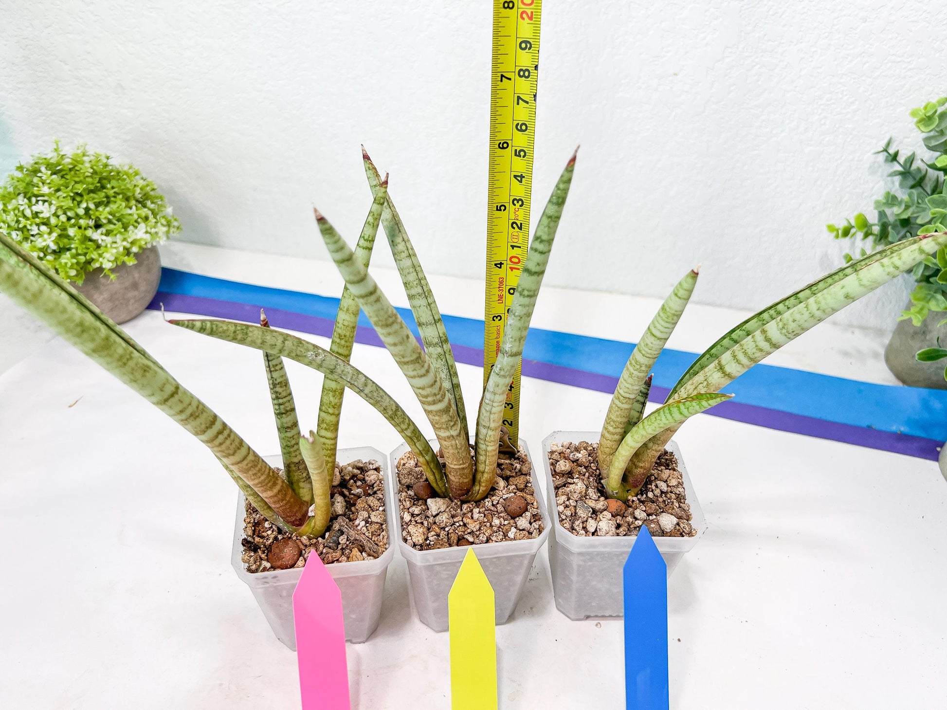 Sansevieria Pink Pen (#B2) | Impoted Hybirds