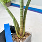 Sansevieria Pink Pen (#B2) | Impoted Hybirds