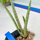 Sansevieria Pink Pen (#B2) | Impoted Hybirds