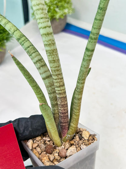 Sansevieria Pink Pen (#B2.2) | Impoted Hybirds