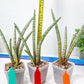 Sansevieria Pink Pen (#B2.2) | Impoted Hybirds