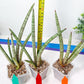 Sansevieria Pink Pen (#B2.2) | Impoted Hybirds