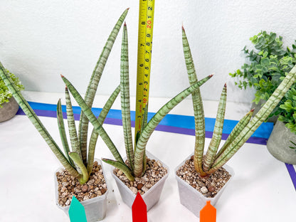 Sansevieria Pink Pen (#B2.2) | Impoted Hybirds