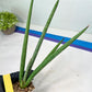 Sansevieria Mille Lignes (#B2) | New Imported Hybrids