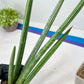 Sansevieria Mille Lignes (#B2) | New Imported Hybrids
