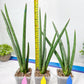 Sansevieria Mille Lignes (#B2) | New Imported Hybrids