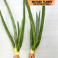 Sansevieria Mille Lignes (#B2) | New Imported Hybrids