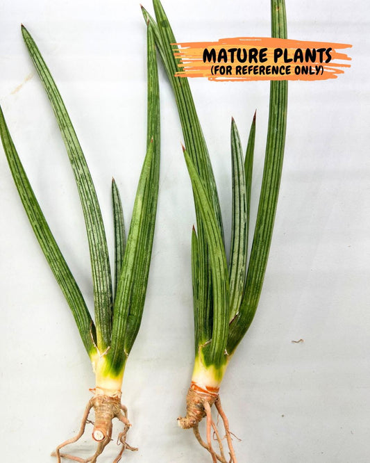 Sansevieria Mille Lignes (#B2) | New Imported Hybrids
