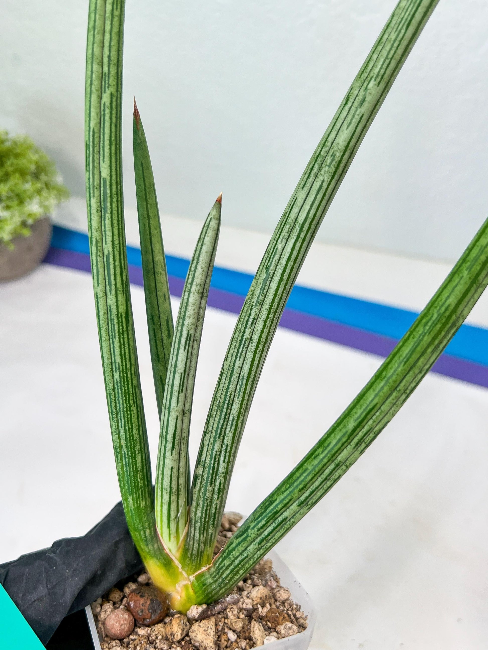 Sansevieria Mille Lignes (#B2.2) | New Imported Hybrids