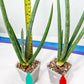 Sansevieria Mille Lignes (#B2.2) | New Imported Hybrids