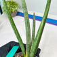 Sansevieria Mille Lignes (#B2.2) | New Imported Hybrids