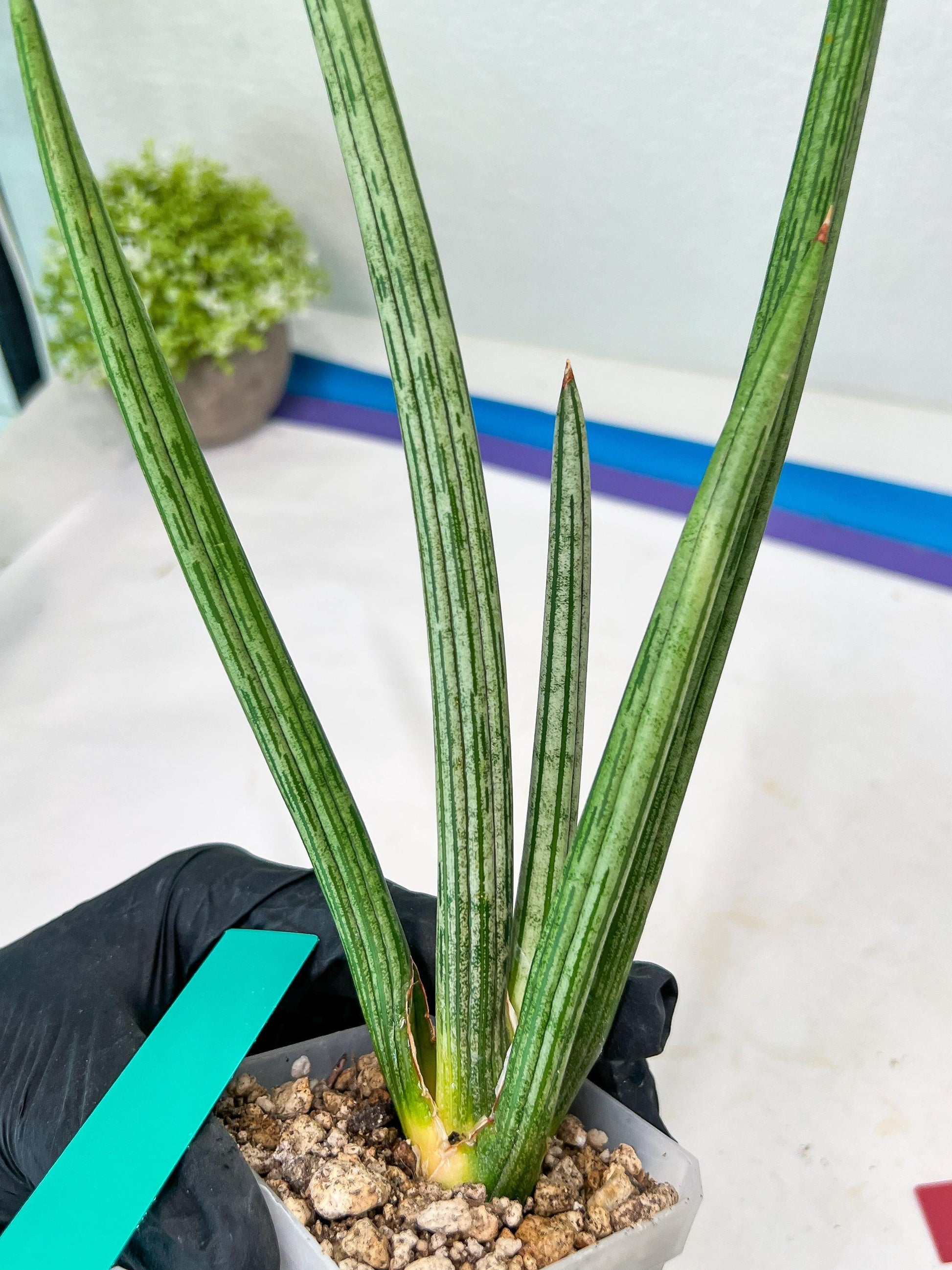 Sansevieria Mille Lignes (#B2.2) | New Imported Hybrids