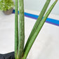 Sansevieria Mille Lignes (#B2.2) | New Imported Hybrids