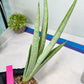 Sansevieria Kamakiri (#B2) | New Imported Hybrids
