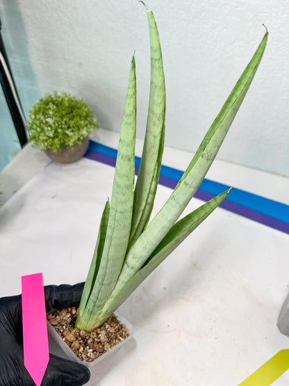 Sansevieria Kamakiri (#B2) | New Imported Hybrids