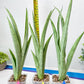 Sansevieria Kamakiri (#B2) | New Imported Hybrids
