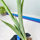 Sansevieria Kamakiri (#B2) | New Imported Hybrids