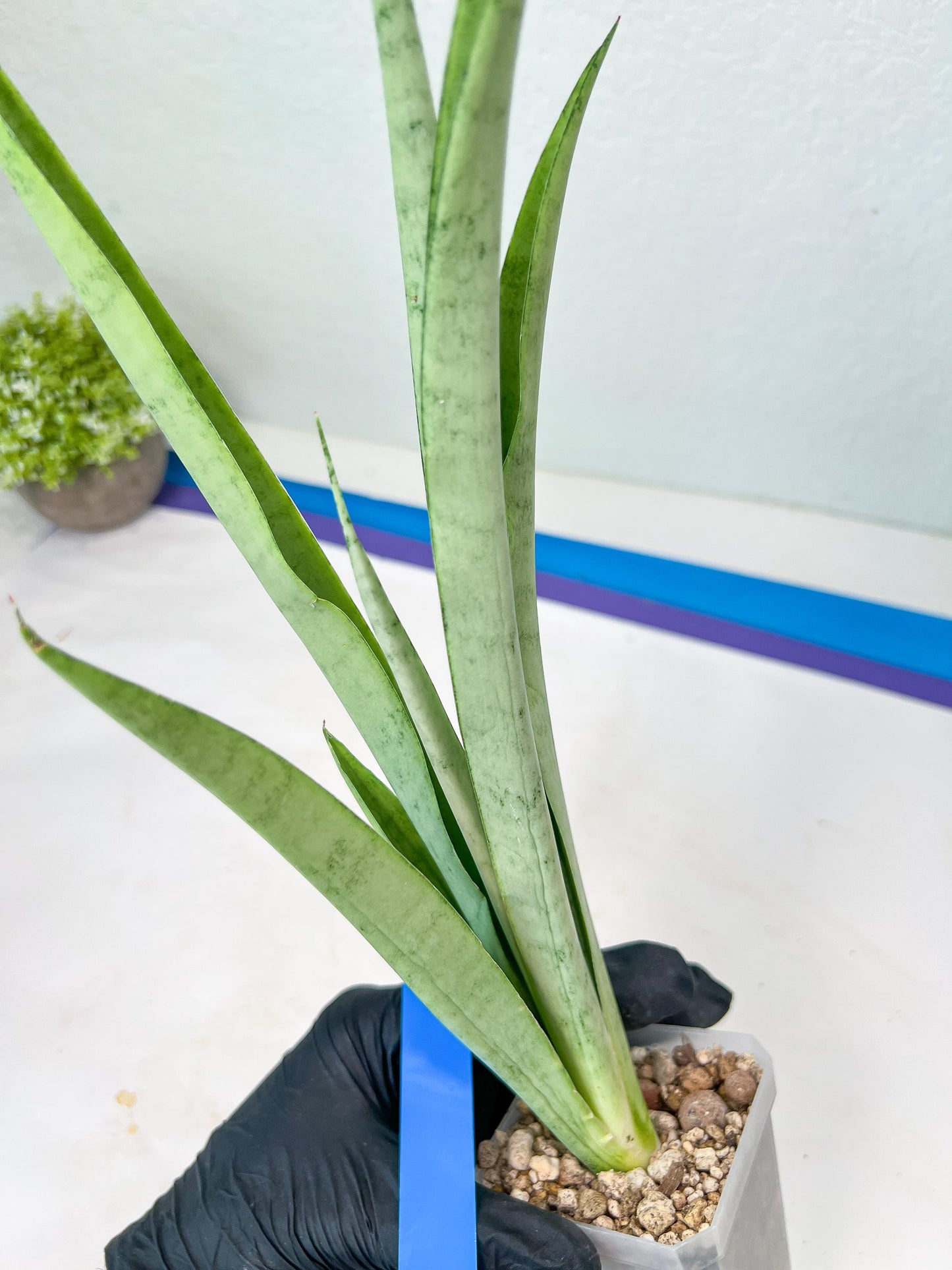 Sansevieria Kamakiri (#B2) | New Imported Hybrids