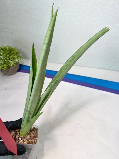 Sansevieria Kamakiri (#B2.2) | New Imported Hybrids