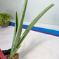 Sansevieria Kamakiri (#B2.2) | New Imported Hybrids