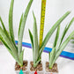 Sansevieria Kamakiri (#B2.2) | New Imported Hybrids