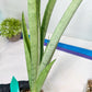 Sansevieria Kamakiri (#B2.2) | New Imported Hybrids