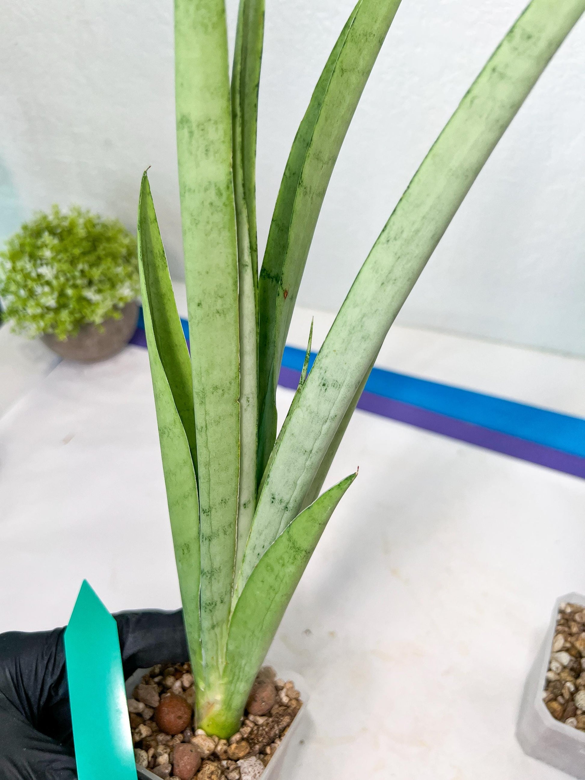 Sansevieria Kamakiri (#B2.2) | New Imported Hybrids