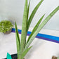 Sansevieria Kamakiri (#B2.2) | New Imported Hybrids