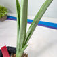 Sansevieria Kamakiri (#B2.2) | New Imported Hybrids
