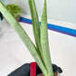 Sansevieria Kamakiri (#B2.2) | New Imported Hybrids