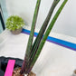 Sansevieria Tornadus (B3) | New Hybrids Imported