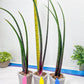 Sansevieria Tornadus (B3) | New Hybrids Imported