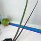 Sansevieria Tornadus (B3) | New Hybrids Imported