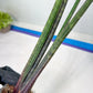 Sansevieria Tornadus (B3) | New Hybrids Imported