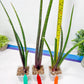 Sansevieria Tornadus (B3.2) | New Hybrids Imported