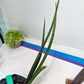 Sansevieria Tornadus (B3.2) | New Hybrids Imported