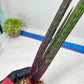 Sansevieria Tornadus (B3.2) | New Hybrids Imported