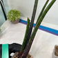 Sansevieria Tornadus (B3.2) | New Hybrids Imported