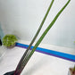 Sansevieria Tornadus (B3.2) | New Hybrids Imported