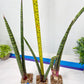Sansevieria Nana Chub (B3) | New Hybrids Imported