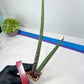 Sansevieria Nana Chub (B3) | New Hybrids Imported