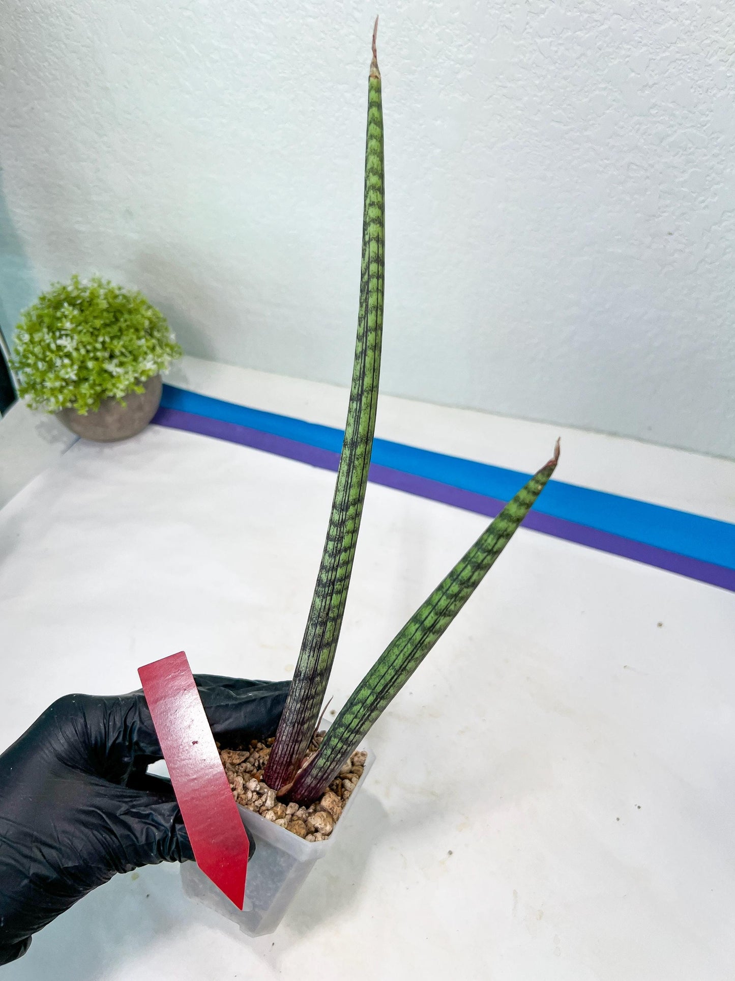 Sansevieria Nana Chub (B3) | New Hybrids Imported