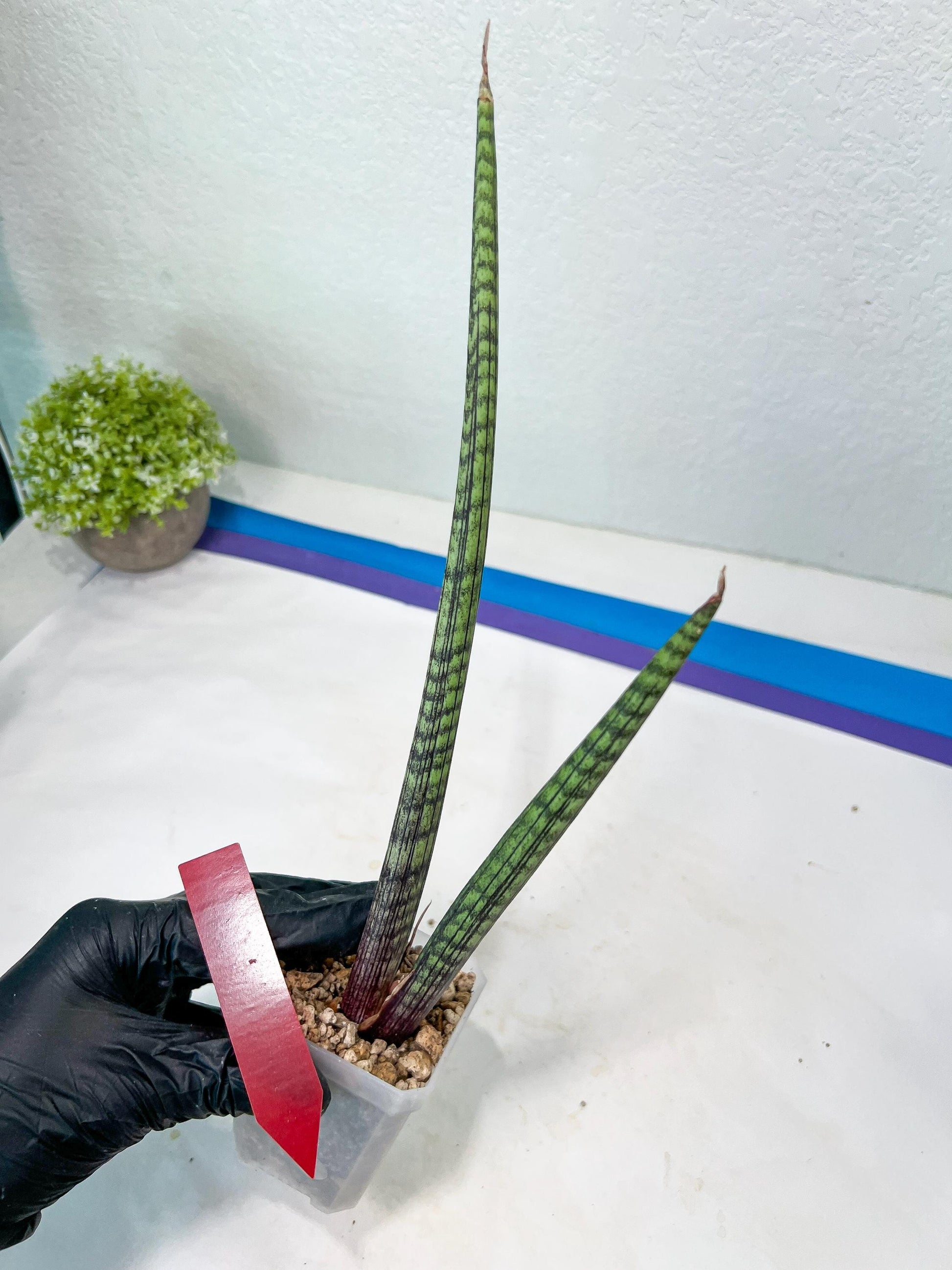 Sansevieria Nana Chub (B3) | New Hybrids Imported