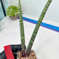 Sansevieria Nana Chub (B3) | New Hybrids Imported