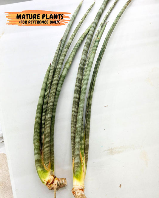 Sansevieria Pix Maro (b9) | New Hybrids Imported