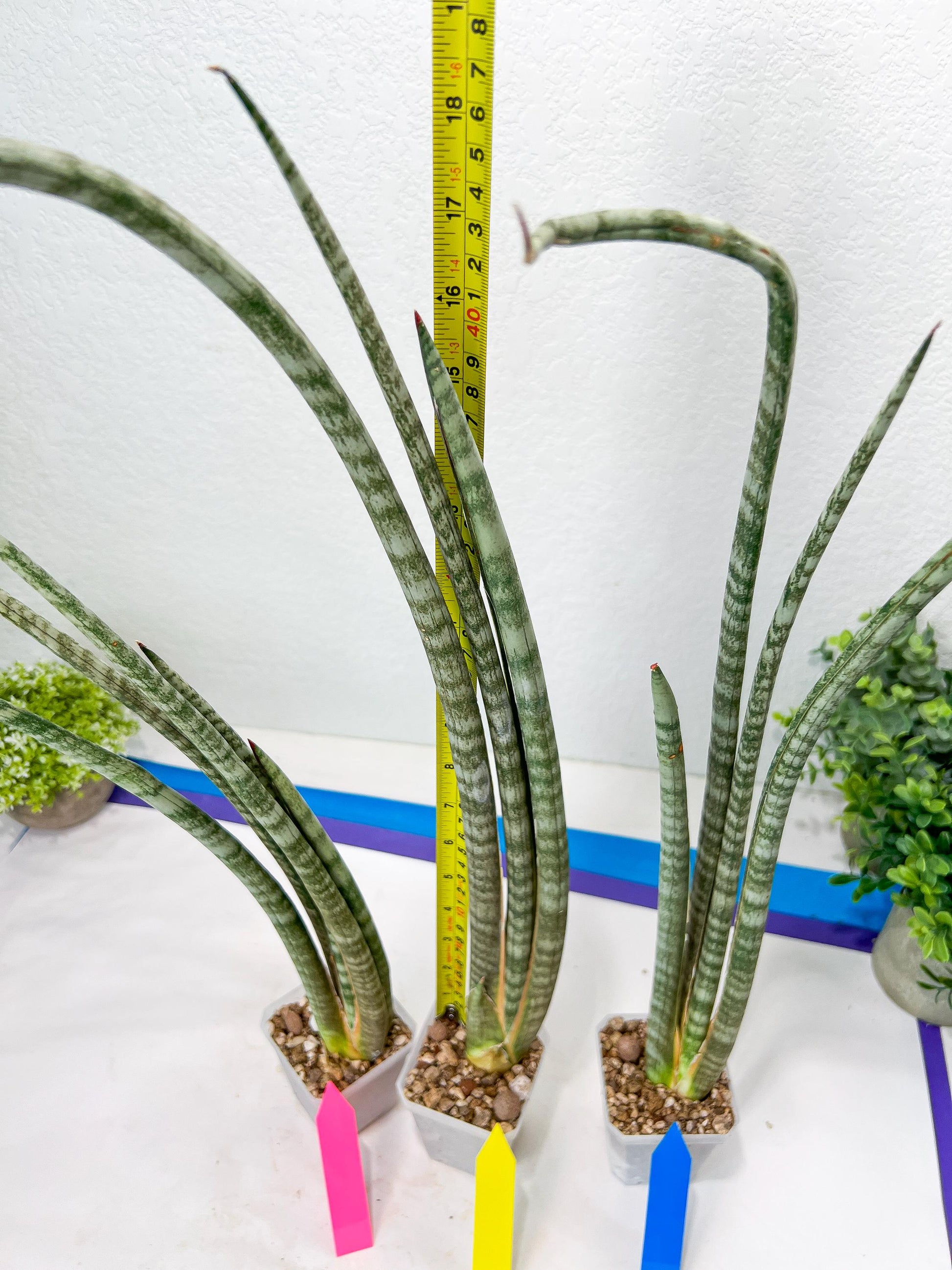Sansevieria Pix Maro (B3) | New Hybrids Imported