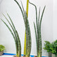 Sansevieria Pix Maro (B3) | New Hybrids Imported